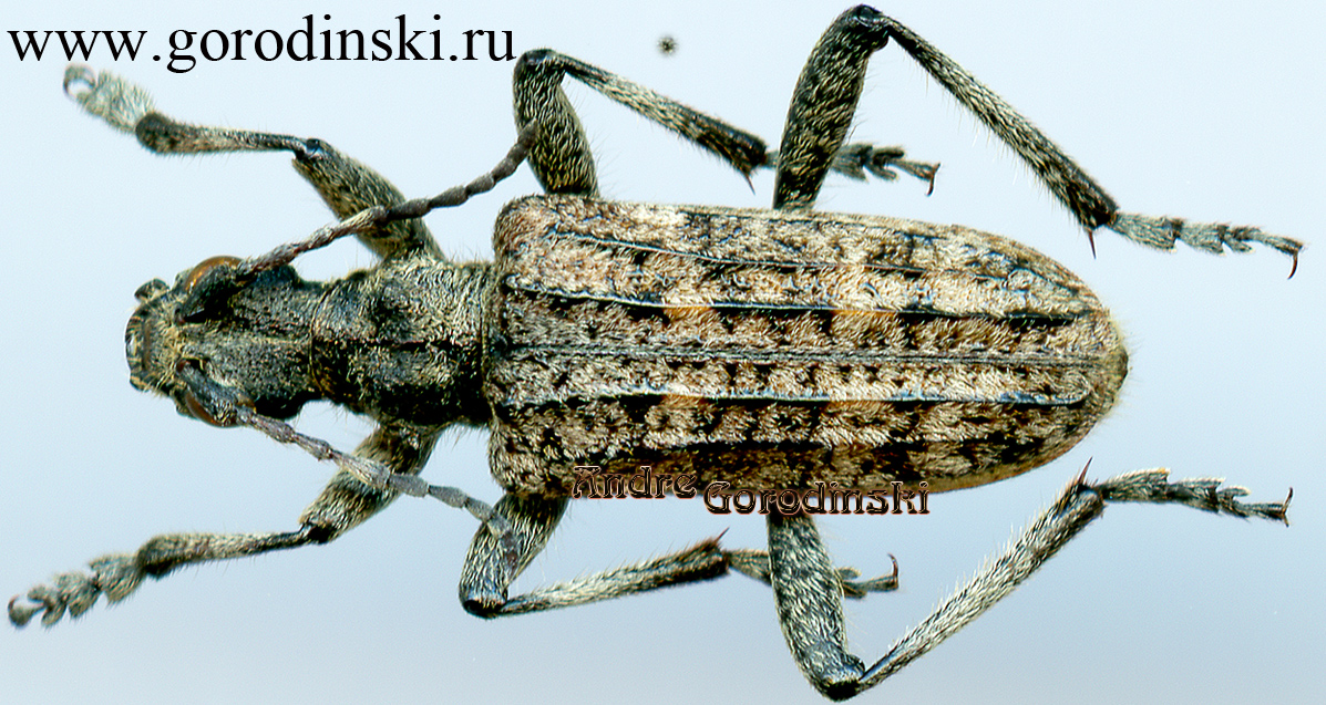 http://www.gorodinski.ru/cerambyx/Rhagium heyrovskyi heyrovskyi.jpg